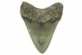 Serrated, Fossil Megalodon Tooth - North Carolina #368441-1